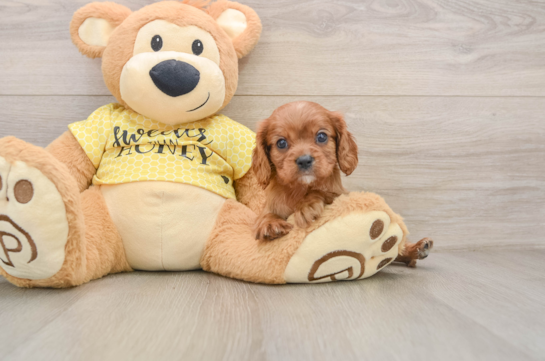Cute Cavalier Purebred Puppy