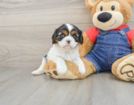 6 week old Cavalier King Charles Spaniel Puppy For Sale - Lone Star Pups