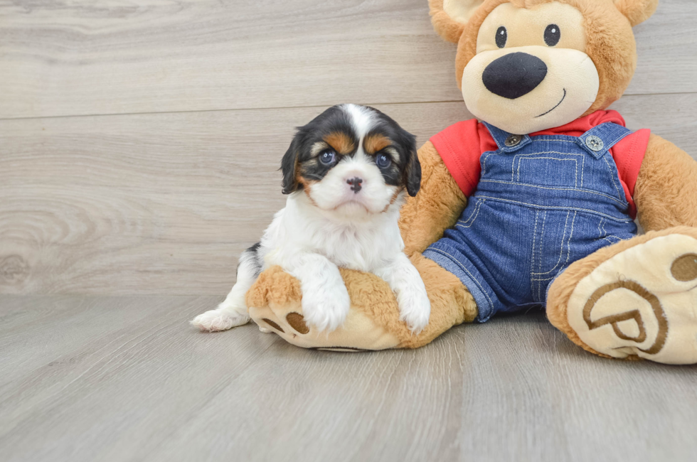 6 week old Cavalier King Charles Spaniel Puppy For Sale - Lone Star Pups