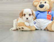 6 week old Cavalier King Charles Spaniel Puppy For Sale - Lone Star Pups