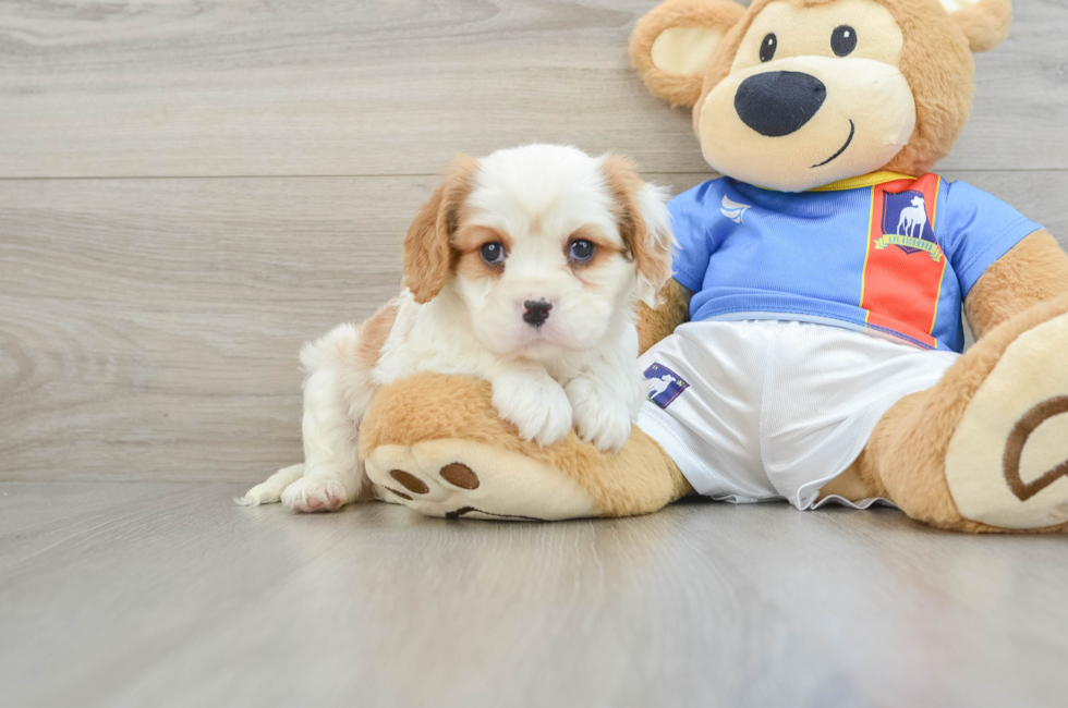 9 week old Cavalier King Charles Spaniel Puppy For Sale - Lone Star Pups