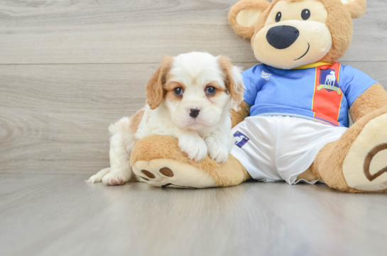 Little Cavalier King Charles Spaniel Purebred Pup