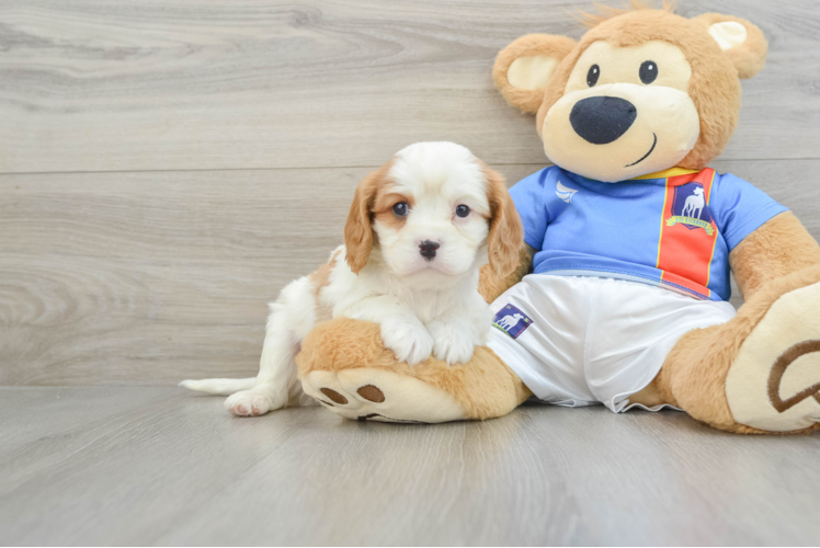 Cavalier King Charles Spaniel Puppy for Adoption