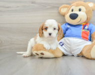 6 week old Cavalier King Charles Spaniel Puppy For Sale - Lone Star Pups