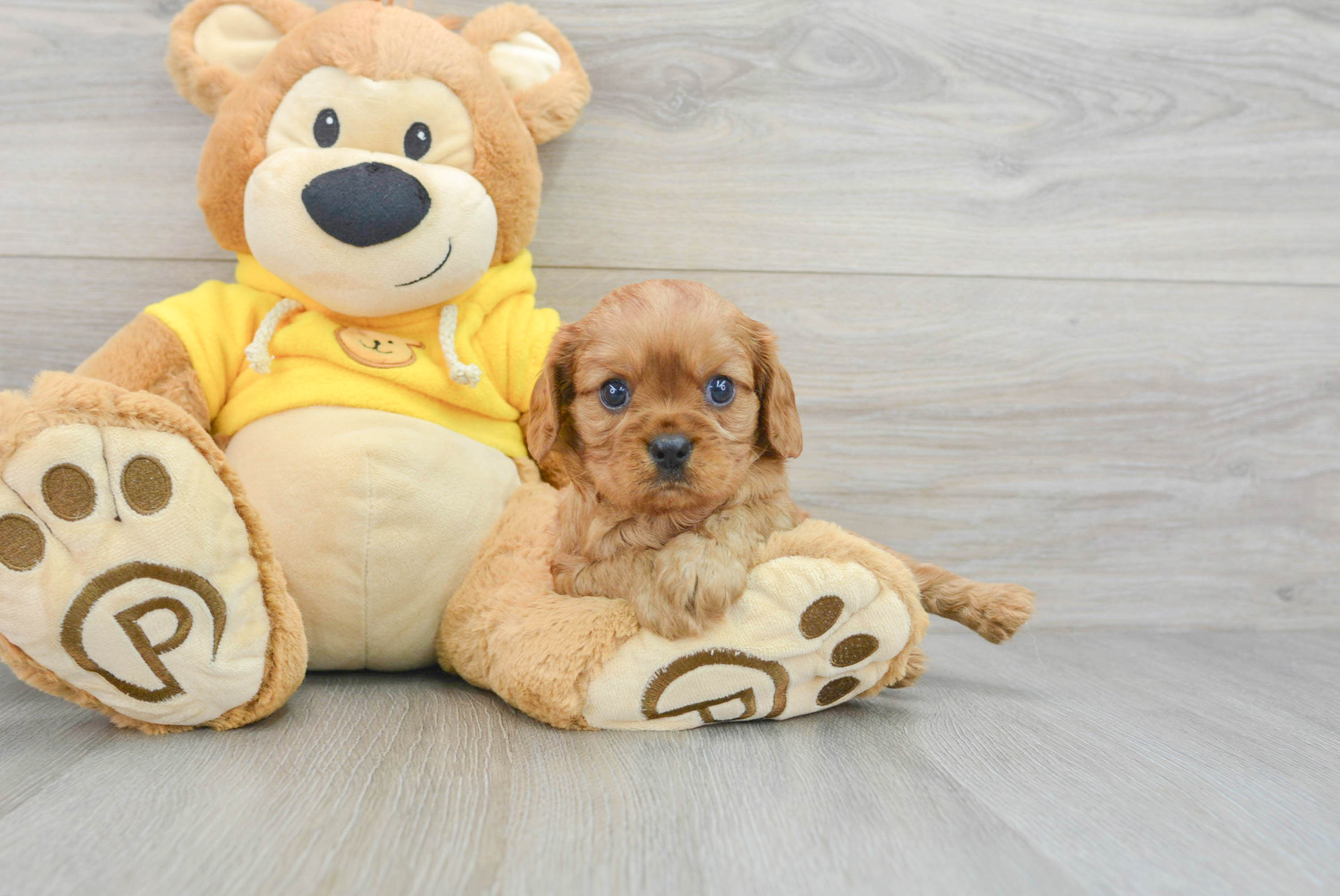 Playful Cavalier King Charles Spaniel Purebred Pup