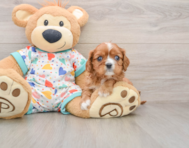 5 week old Cavalier King Charles Spaniel Puppy For Sale - Lone Star Pups