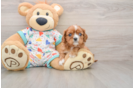Cavalier King Charles Spaniel Puppy for Adoption