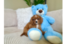 Cute Cavalier King Charles Spaniel Baby