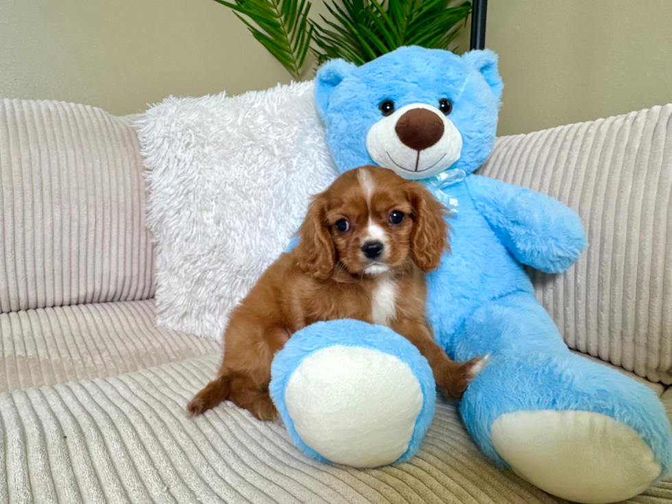 Cute Cavalier King Charles Spaniel Baby