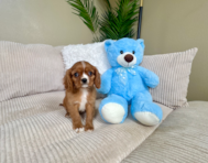 9 week old Cavalier King Charles Spaniel Puppy For Sale - Lone Star Pups