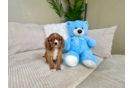 Cute Cavalier King Charles Spaniel Purebred Pup
