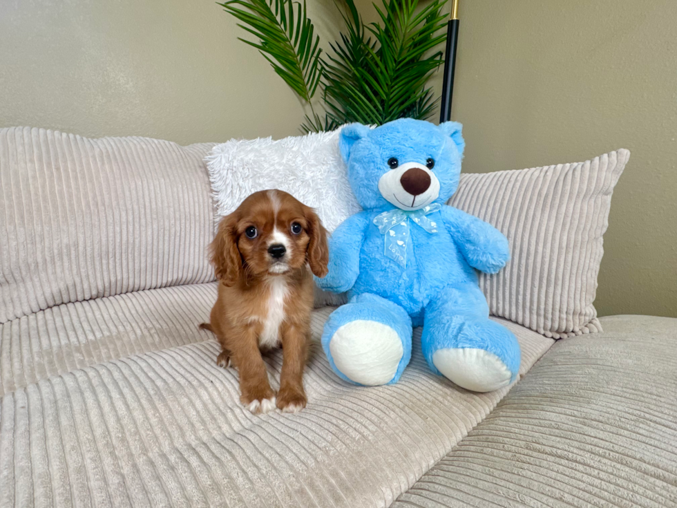 Cute Cavalier King Charles Spaniel Purebred Pup
