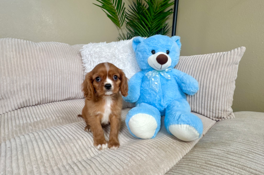 Cute Cavalier King Charles Spaniel Purebred Pup