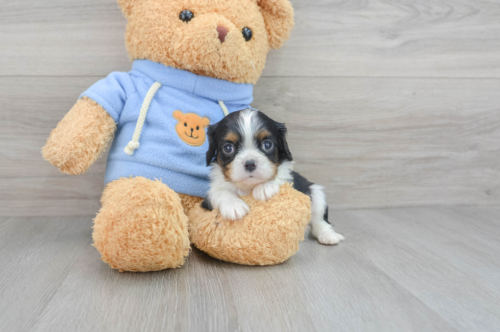 6 week old Cavalier King Charles Spaniel Puppy For Sale - Lone Star Pups