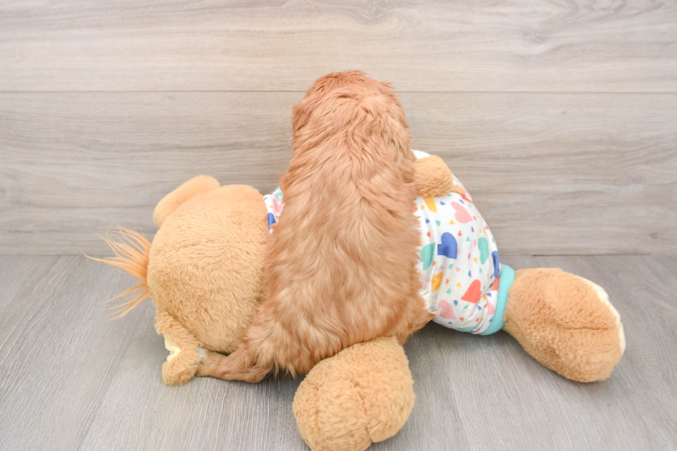 Cavalier King Charles Spaniel Pup Being Cute