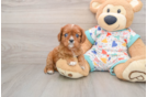 Smart Cavalier Purebred Puppy