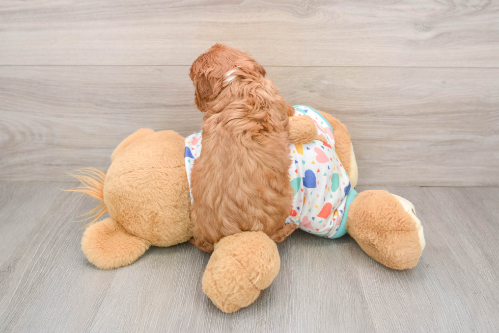 Small Cavalier King Charles Spaniel Baby