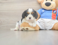 5 week old Cavalier King Charles Spaniel Puppy For Sale - Lone Star Pups