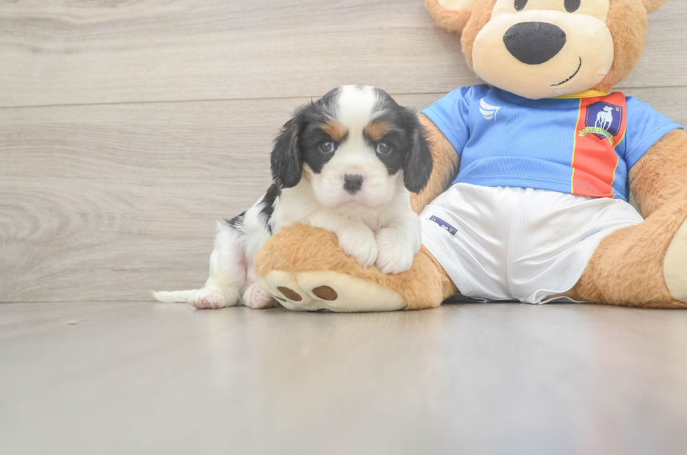 5 week old Cavalier King Charles Spaniel Puppy For Sale - Lone Star Pups