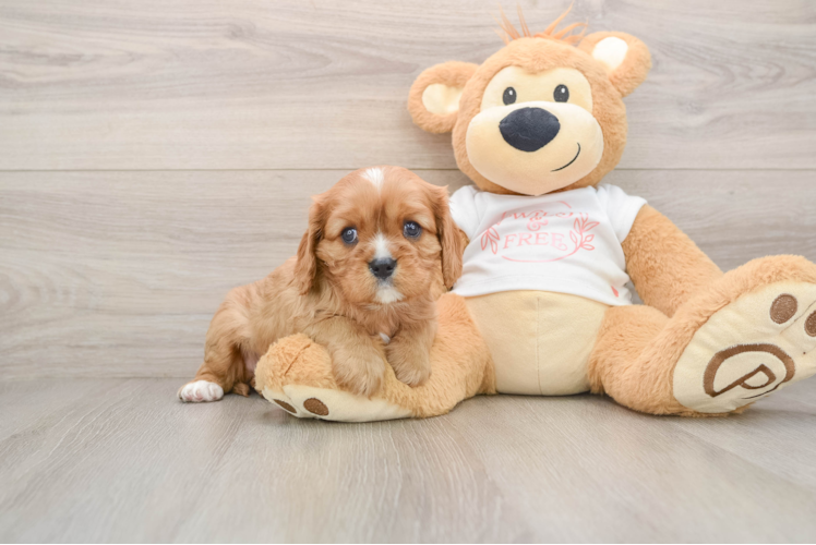 Funny Cavalier King Charles Spaniel Baby