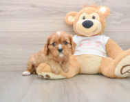 5 week old Cavalier King Charles Spaniel Puppy For Sale - Lone Star Pups