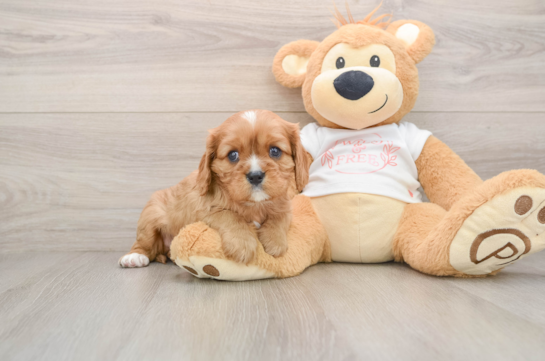 Funny Cavalier King Charles Spaniel Baby
