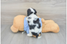 Cavalier King Charles Spaniel Pup Being Cute