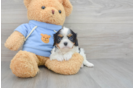 Hypoallergenic Cavalier King Charles Spaniel Purebred Pup