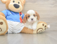 5 week old Cavalier King Charles Spaniel Puppy For Sale - Lone Star Pups