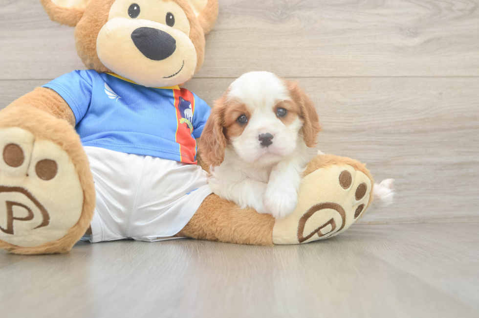 5 week old Cavalier King Charles Spaniel Puppy For Sale - Lone Star Pups