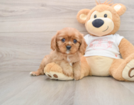 5 week old Cavalier King Charles Spaniel Puppy For Sale - Lone Star Pups