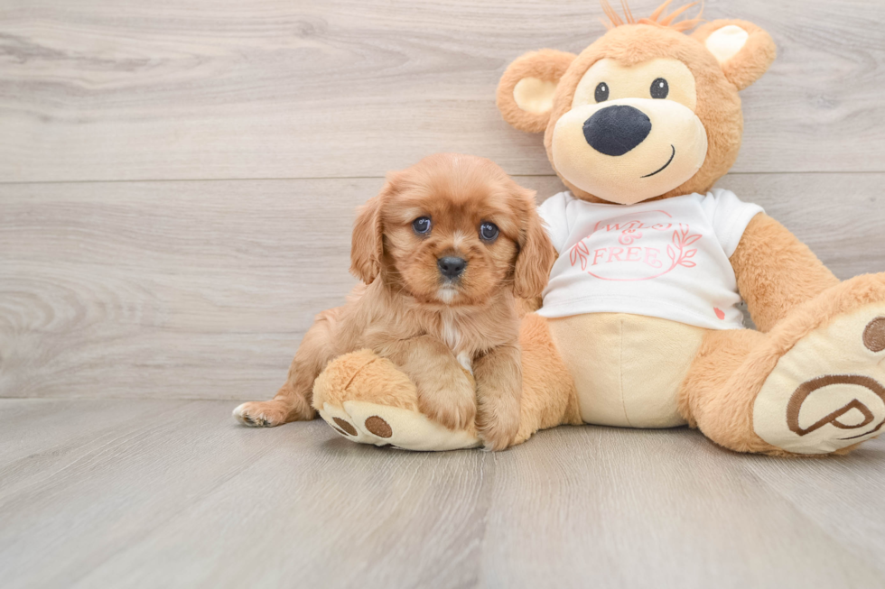 Best Cavalier King Charles Spaniel Baby