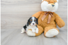Happy Cavalier King Charles Spaniel Purebred Puppy