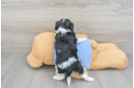 Akc Registered Cavalier King Charles Spaniel Baby