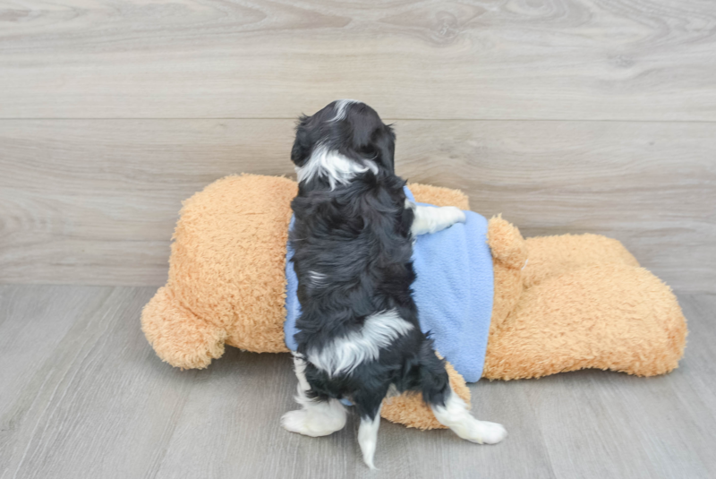 Meet Lilou - our Cavalier King Charles Spaniel Puppy Photo 2/3 - Lone Star Pups