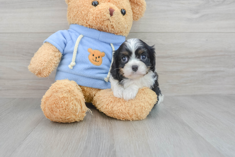 Meet Lilou - our Cavalier King Charles Spaniel Puppy Photo 3/3 - Lone Star Pups