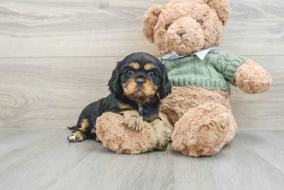 Cavalier King Charles Spaniel Pup Being Cute