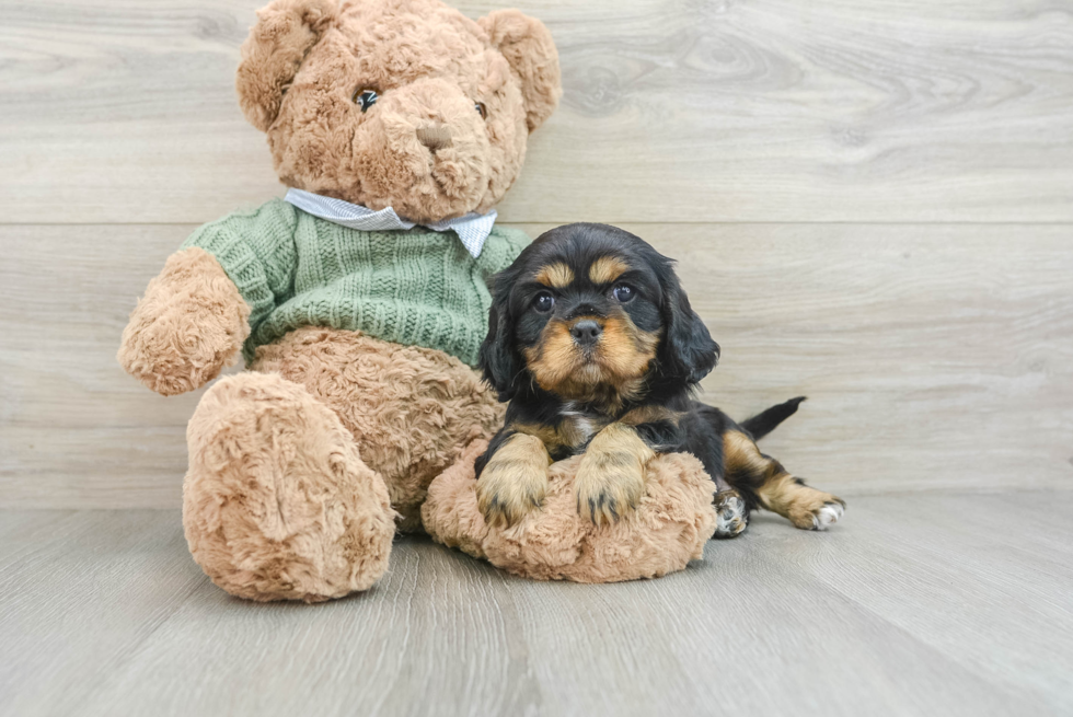 Cavalier King Charles Spaniel Pup Being Cute