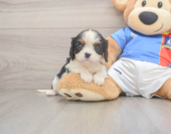 5 week old Cavalier King Charles Spaniel Puppy For Sale - Lone Star Pups