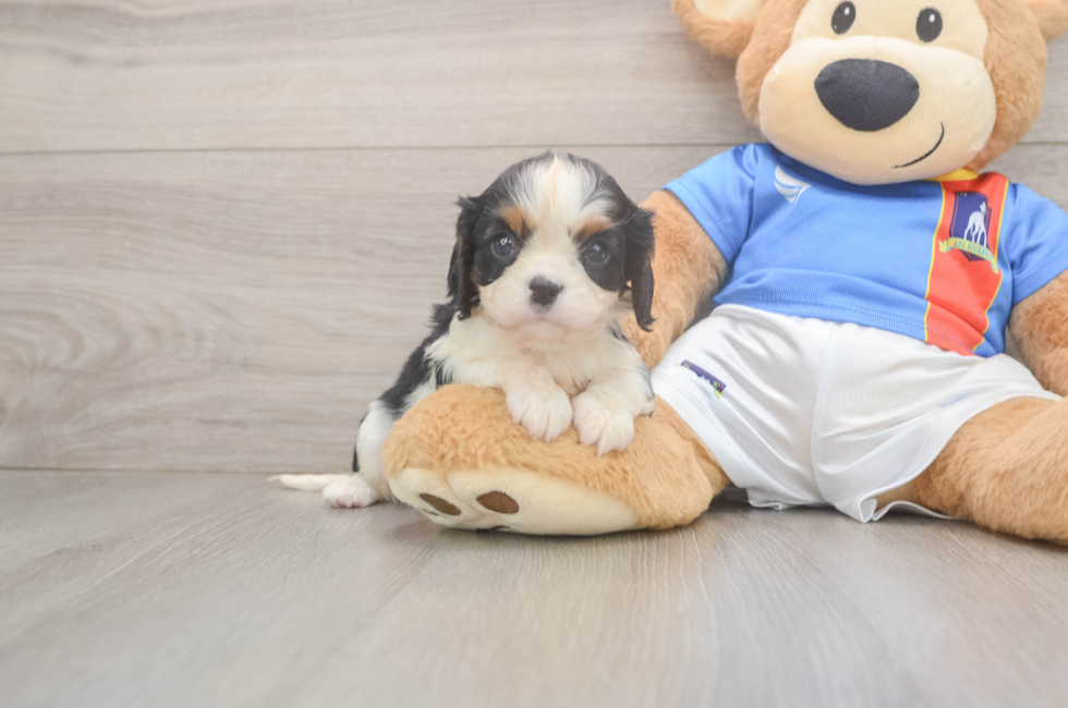 6 week old Cavalier King Charles Spaniel Puppy For Sale - Lone Star Pups