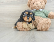 7 week old Cavalier King Charles Spaniel Puppy For Sale - Lone Star Pups