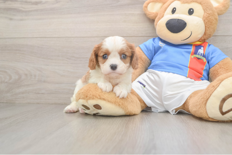 Friendly Cavalier King Charles Spaniel Purebred Pup