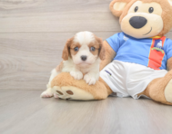 5 week old Cavalier King Charles Spaniel Puppy For Sale - Lone Star Pups