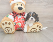 5 week old Cavalier King Charles Spaniel Puppy For Sale - Lone Star Pups