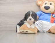 6 week old Cavalier King Charles Spaniel Puppy For Sale - Lone Star Pups
