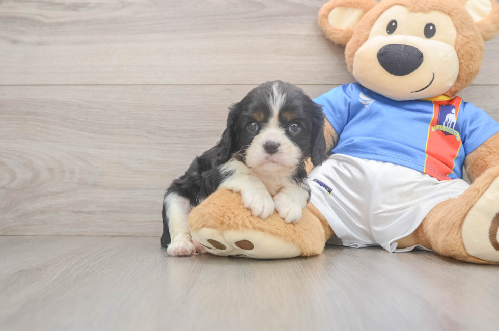 6 week old Cavalier King Charles Spaniel Puppy For Sale - Lone Star Pups
