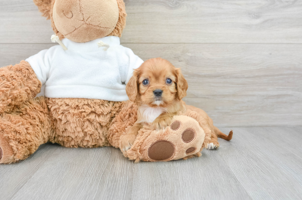 7 week old Cavalier King Charles Spaniel Puppy For Sale - Lone Star Pups