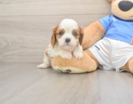 5 week old Cavalier King Charles Spaniel Puppy For Sale - Lone Star Pups
