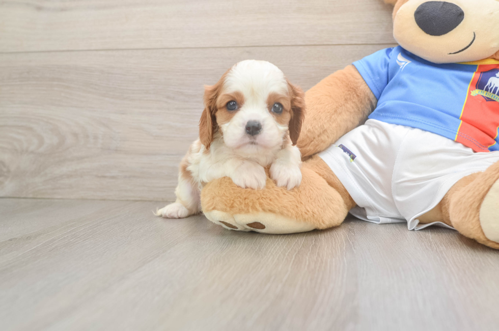 6 week old Cavalier King Charles Spaniel Puppy For Sale - Lone Star Pups