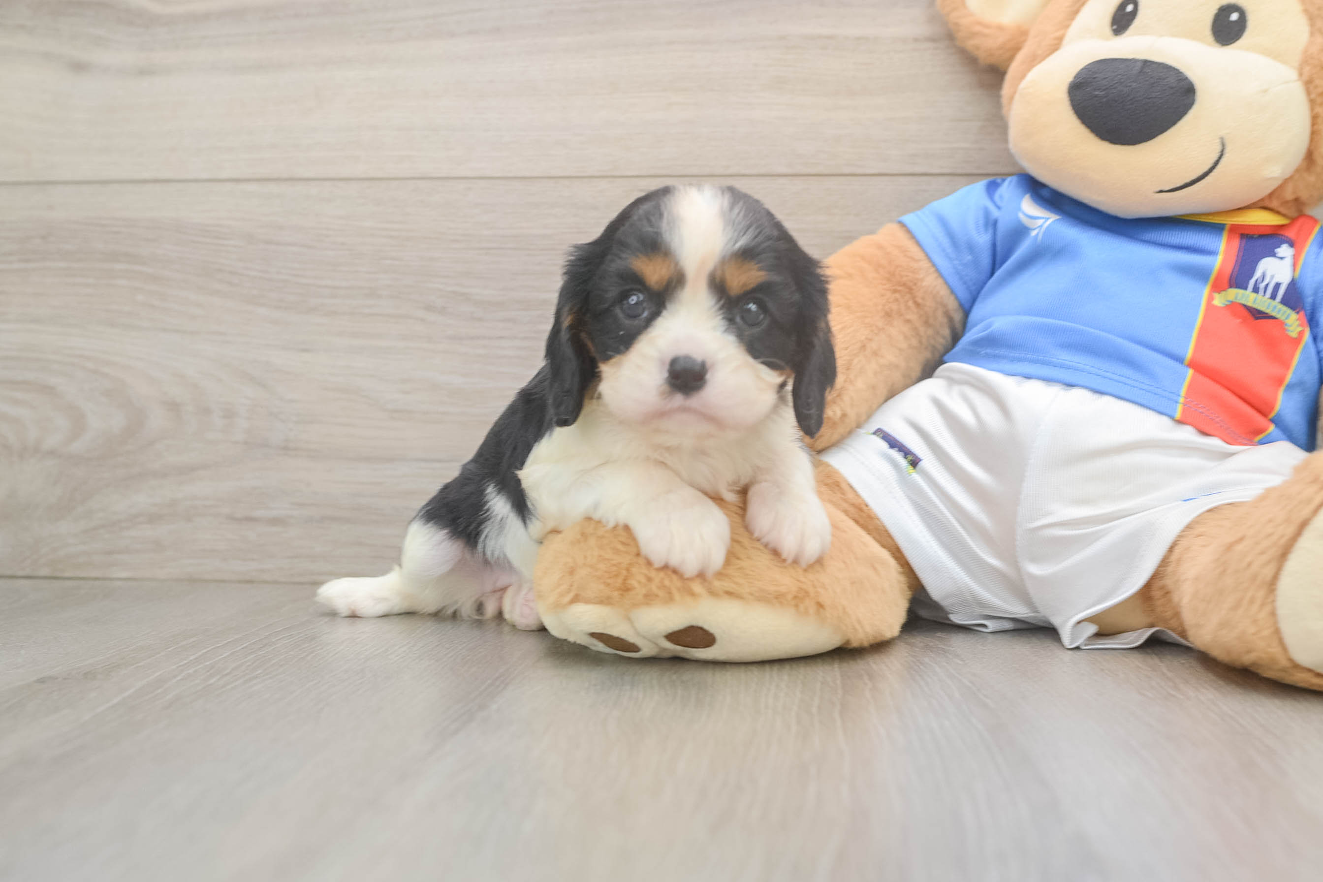 Cavalier King Charles Spaniel Puppy for Adoption